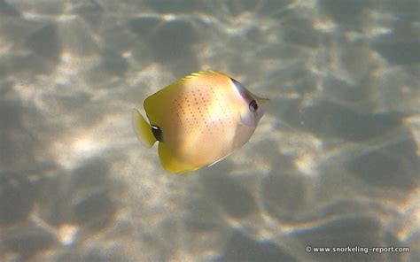 Snorkeling in Napili Bay, Maui | Snorkeling in Hawaii