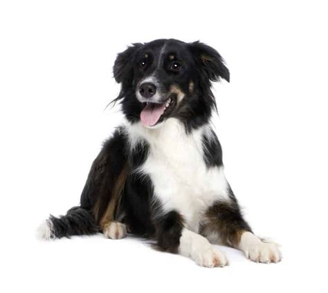 Facts you need to know about the Border Collie colors and markings ...