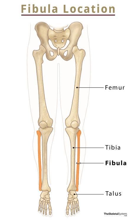 Fibula Bone Anatomy