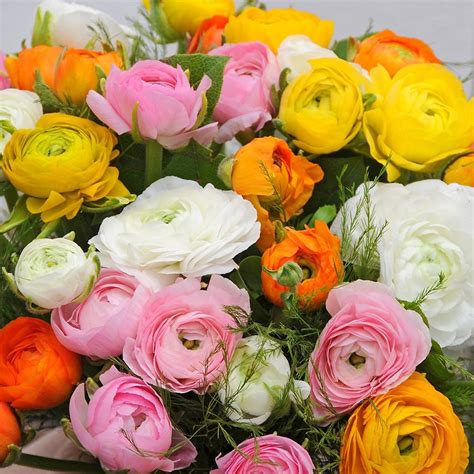 Choosing the best Ranunculus varieties for your backyard - Dig It Right | Dig It Right