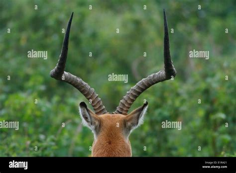 Impala antlers hi-res stock photography and images - Alamy