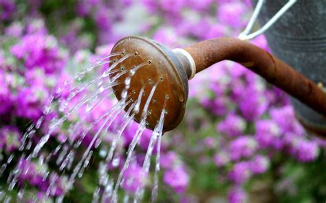 Watering Can Water Flowers Summer wallpaper | 1680x1050 | #23711