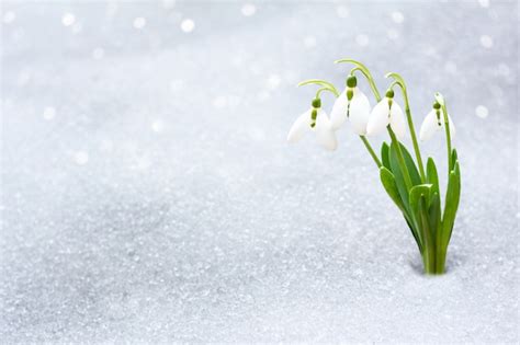 Premium Photo | Snowdrops in early spring from under the snow with a place for the inscription.