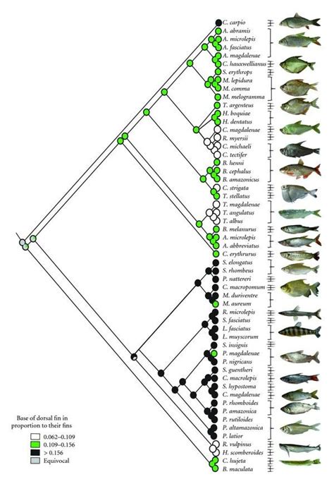 Reconstruction of size of dorsal fin in proportion to other fins shown ...