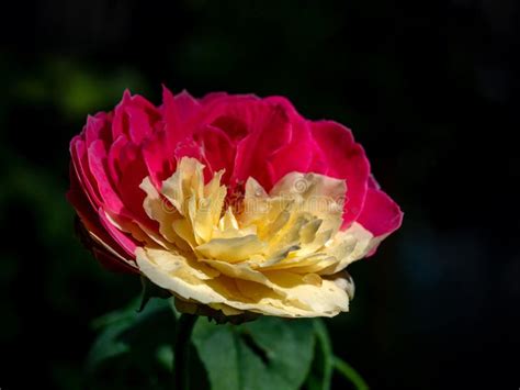 Shape and Bicolors Petal of Fugetsu the Japanese Garden Rose Stock Photo - Image of bloom ...