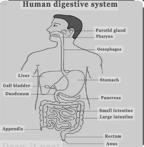 Human Vs. Poultry Digestive Systems | Free Essay Examples