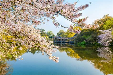 Cherry Blossoms Over the Lake in West Lake Huagang Fish Watching Park ...