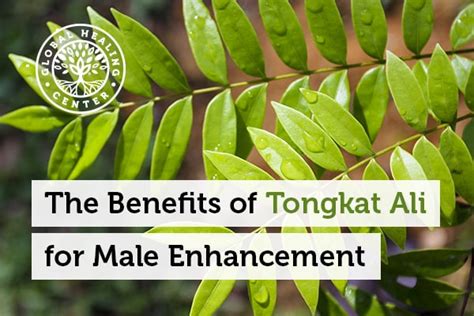 The Benefits of Tongkat Ali for Male Enhancement