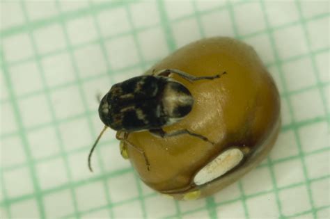 Bean Beetles – A Model Organism for Inquiry-based Undergraduate Laboratories