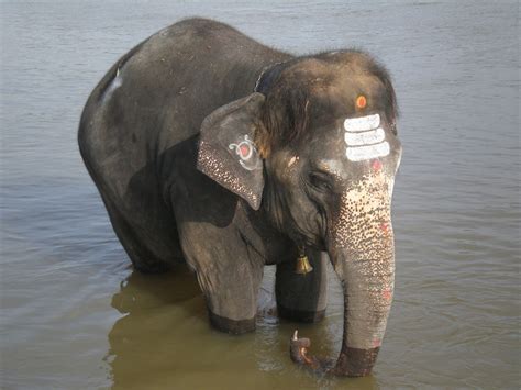 Lakshmi the temple elephant - India Travel Forum | IndiaMike.com