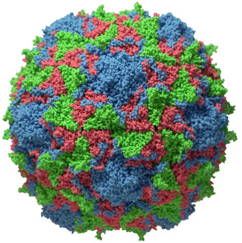 Whole plant cells producing viral capsid protein as a poliovirus ...