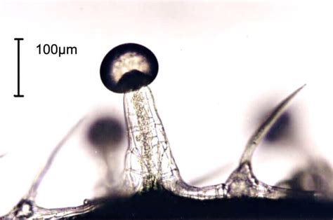 Trichomes de cannabis au microscope électronique- Alchimia Grow Shop