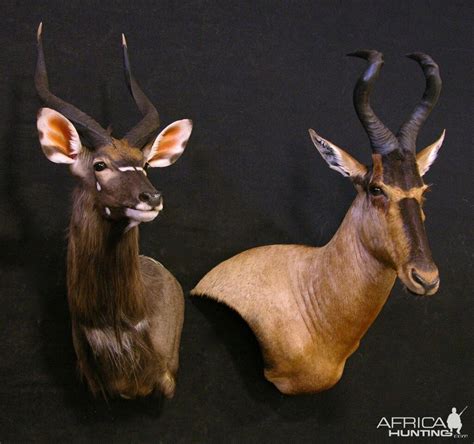 Red Hartebeest & Nyala Shoulder Mount Taxidermy | AfricaHunting.com