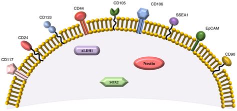 Surface and intracellular markers of ovarian cancer stem cells ...