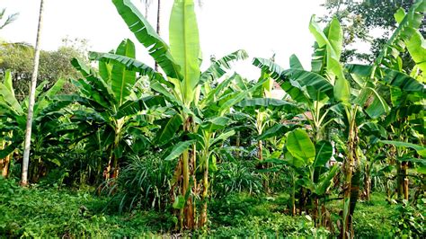 Banana Plant Care & Growing Guide - Dreamley