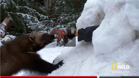 That's Really Amazing! A Wolverine Digs Out A Person Buried In Snow! - Snow Addiction - News ...