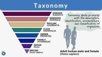 Taxonomy - Definition, Examples, Classification - Biology Online Dictionary