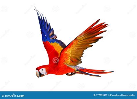 Macaw Parrot Flying Isolated on White Background. Stock Image - Image of bird, feather: 177893937