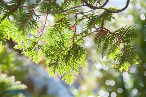 The Difference Between Native and True Cedars