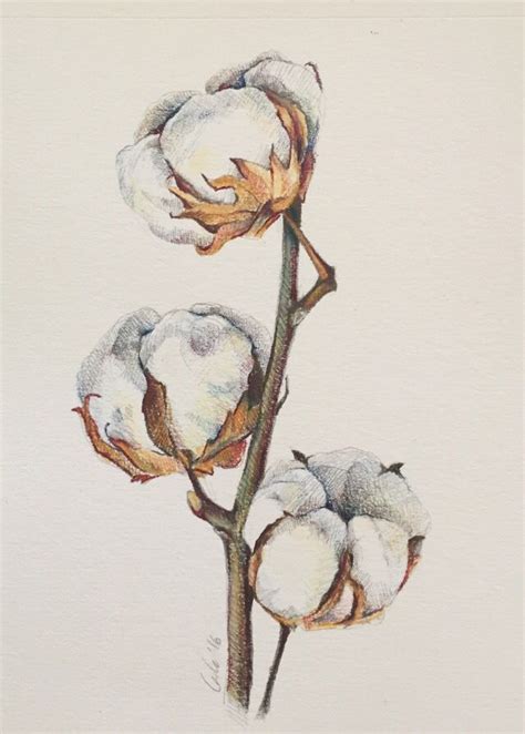 Cotton plant illustration. Pencil color | Plant drawing, Plant ...