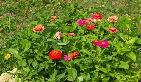 Important Notes On Zinnia Flower Meaning & Symbolism - Petals And Hedges