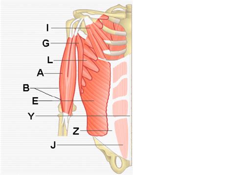 appendicular muscles Diagram | Quizlet