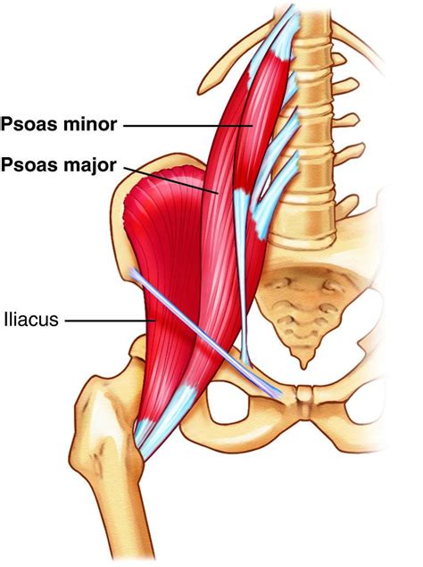 Dahi Beyin: Ruhun Kası Psoas Nedir?