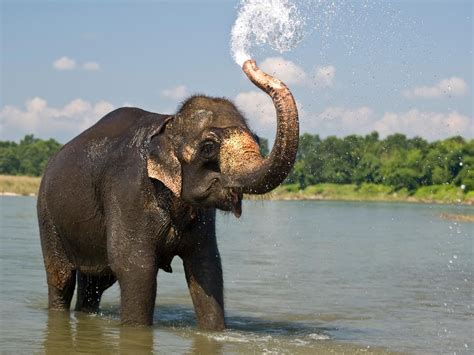 Elephants HD Images,Pictures And Free Wallpapers Download | Elephant ...