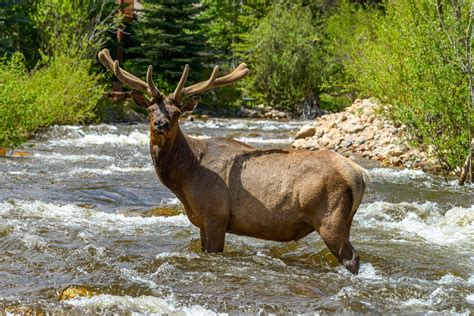 Spring Wildlife Viewing in RMNP