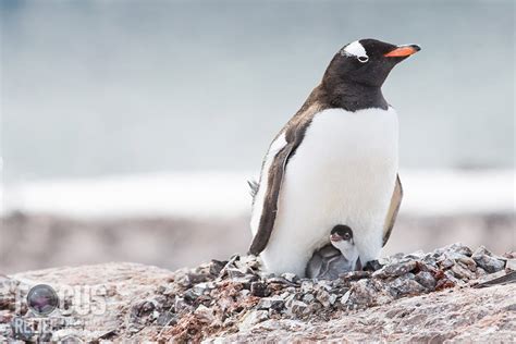 Penguin Mother and Chick — Focus Relief Photography for Charity