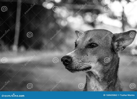 Indian street dog stock photo. Image of happiness, white - 160635862