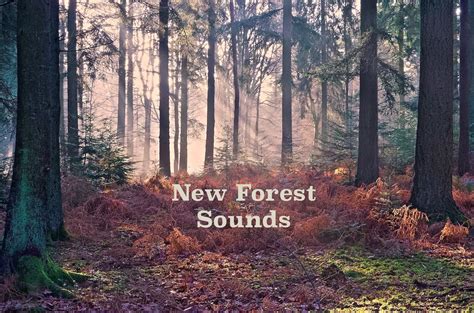 Introducing The New Forest in Sound – New Forest Knowledge