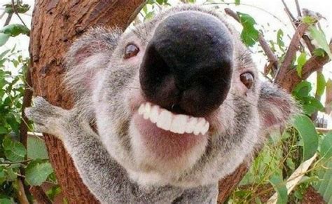 21 Animals With Human Teeth That Are So Weird i Want To Give Them a Dental Plan