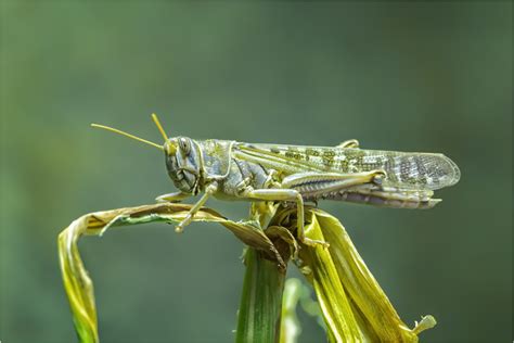 Migratory Locust (Locusta migratoria) by Somerled7 | ePHOTOzine