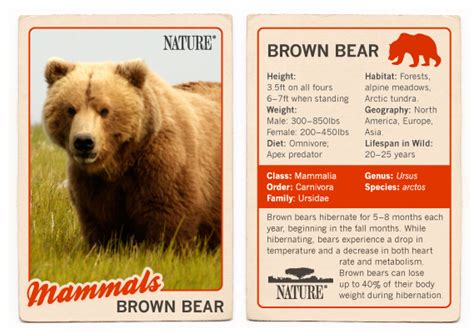 Bears of the Last Frontier | Brown Bear Facts | Nature | PBS