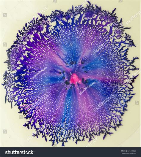 Bilderesultat for jellyfish microscope cross section | Microscope art, Jellyfish, Microscope