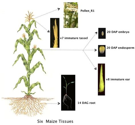 “Amazing protein diversity” is discovered in the maize plant | Cold ...