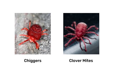 Clover Mites Vs. Chiggers: Everything You Need To Know - Pest Control Gurus