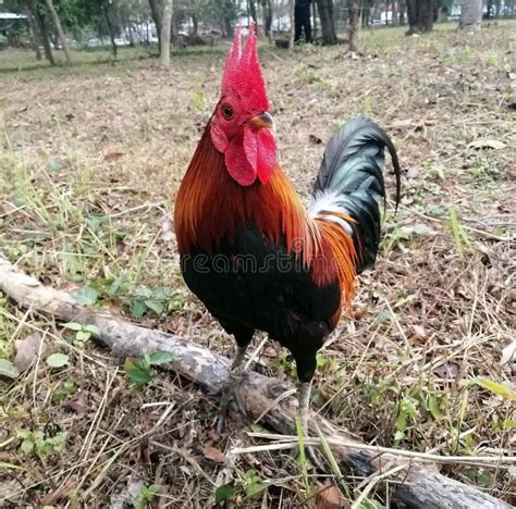 Action of Rooster Bantam Crows Isolate on Natural Background Stock ...