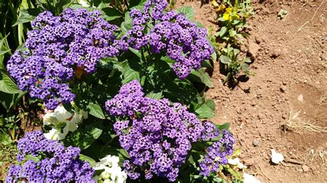 Saw this small plant with tiny purple flowers today on Prince Edward Island. Anyone know what it ...