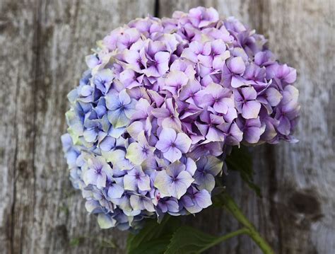 Bigleaf hydrangea: A dreamy colored beauty - CGTN