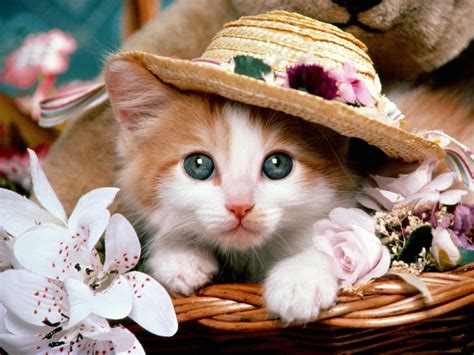 Kitten Wallpapers - Top Free Kitten Backgrounds - WallpaperAccess