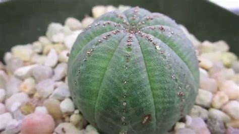 Euphorbia obesa - Baseball Plant from South Africa - YouTube