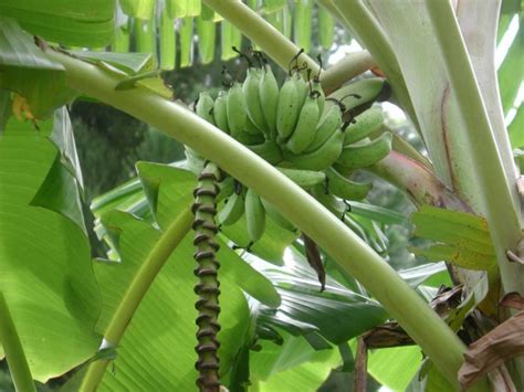 Wild Bananas Free Stock Photo - Public Domain Pictures