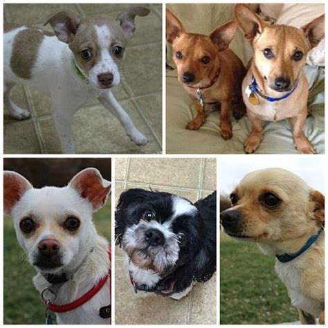 So many wonderful adoptions last week! 14 furkids found furever homes! | Humane society ...