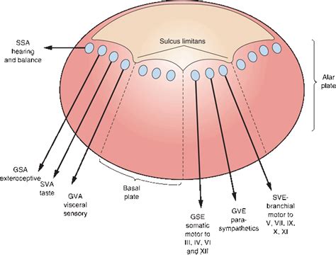 An Overview of Brainstem and Cranial Nerve Anatomy | Neupsy Key