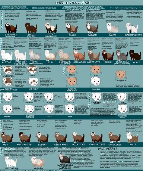 FERRET COLOR CHART v1.0 by IceIceAislynn on DeviantArt in 2020 | Ferret colors, Ferret cage ...