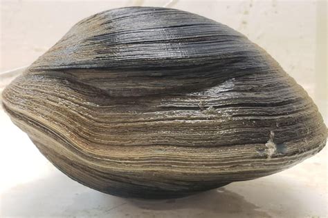 Look: Quahog clam found off Florida coast believed to be 214 years old - UPI.com