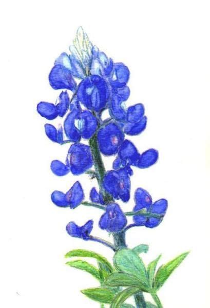 Bluebonnet Clip Art | Flower painting, Watercolor cards, Blue bonnets