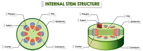 Diagram showing internal plant stem structure 1154883 Vector Art at Vecteezy